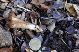Inocybe fraudans image