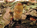 Amanita amerifulva image