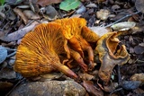 Omphalotus olivascens var. indigo image