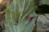 Puccinia lapsanae image