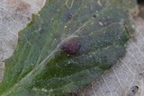 Puccinia lapsanae image