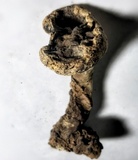Foraminispora rugosa image
