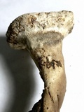 Foraminispora rugosa image