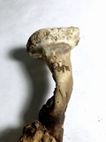 Foraminispora rugosa image