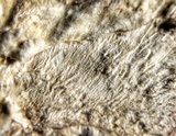 Foraminispora rugosa image