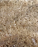 Sidera lenis image