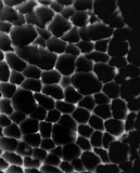 Sidera lenis image