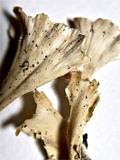 Cotylidia diaphana image