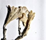 Cotylidia diaphana image