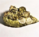 Rigidoporus ulmarius image