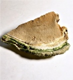 Rigidoporus ulmarius image