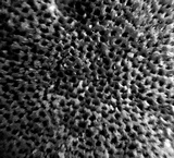 Rigidoporus ulmarius image