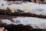 Phanerochaete sordida image
