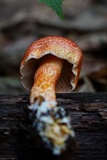 Cortinarius bolaris image