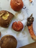 Cortinarius bolaris image