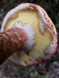 Suillus spraguei image