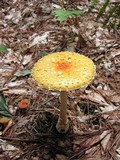 Amanita amerimuscaria image