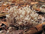 Clavulina coralloides image