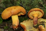 Buchwaldoboletus lignicola image