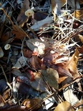 Gymnopus spongiosus image
