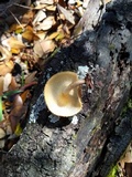 Lentinus crinitus image