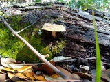 Lentinus crinitus image
