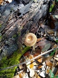Lentinus crinitus image