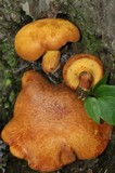 Buchwaldoboletus lignicola image