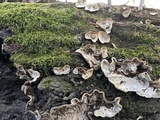 Xylobolus subpileatus image