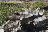 Xylobolus subpileatus image
