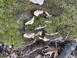 Xylobolus subpileatus image