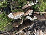 Xylobolus subpileatus image