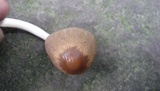 Parasola auricoma image