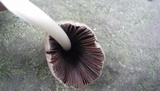 Parasola auricoma image