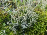 Cladonia scabriuscula image