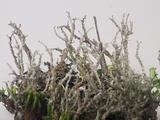 Cladonia scabriuscula image