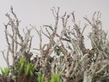 Cladonia scabriuscula image