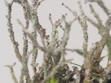 Cladonia scabriuscula image