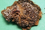 Psora pacifica image