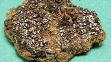 Psora pacifica image