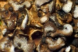 Psora pacifica image