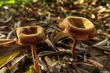 Lentinus velutinus image