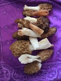 Morchella americana image