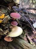 Tricholomopsis rutilans image