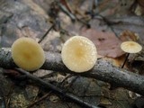 Rhizomarasmius pyrrhocephalus image