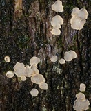 Aleurodiscus oakesii image