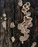 Aleurodiscus oakesii image