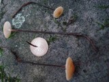 Rhizomarasmius pyrrhocephalus image