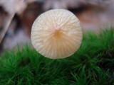 Rhizomarasmius pyrrhocephalus image