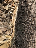 Lenzites stereoides image